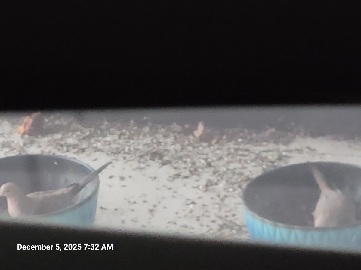 Zenaida arrunta - ML646395578