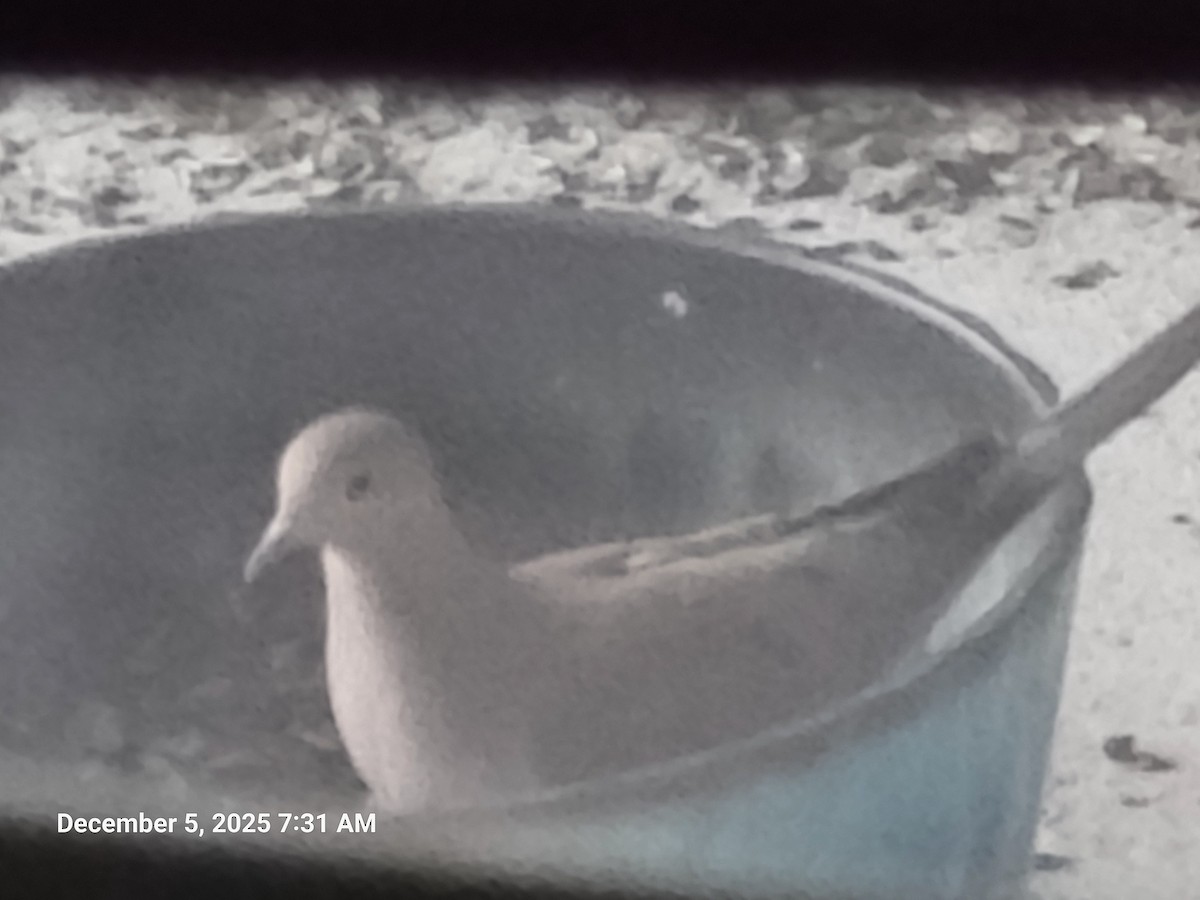 Zenaida arrunta - ML646395580