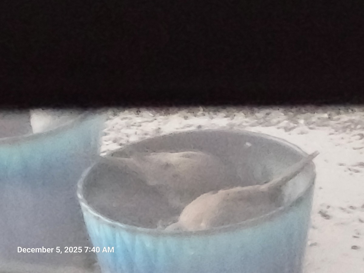 Zenaida arrunta - ML646395581