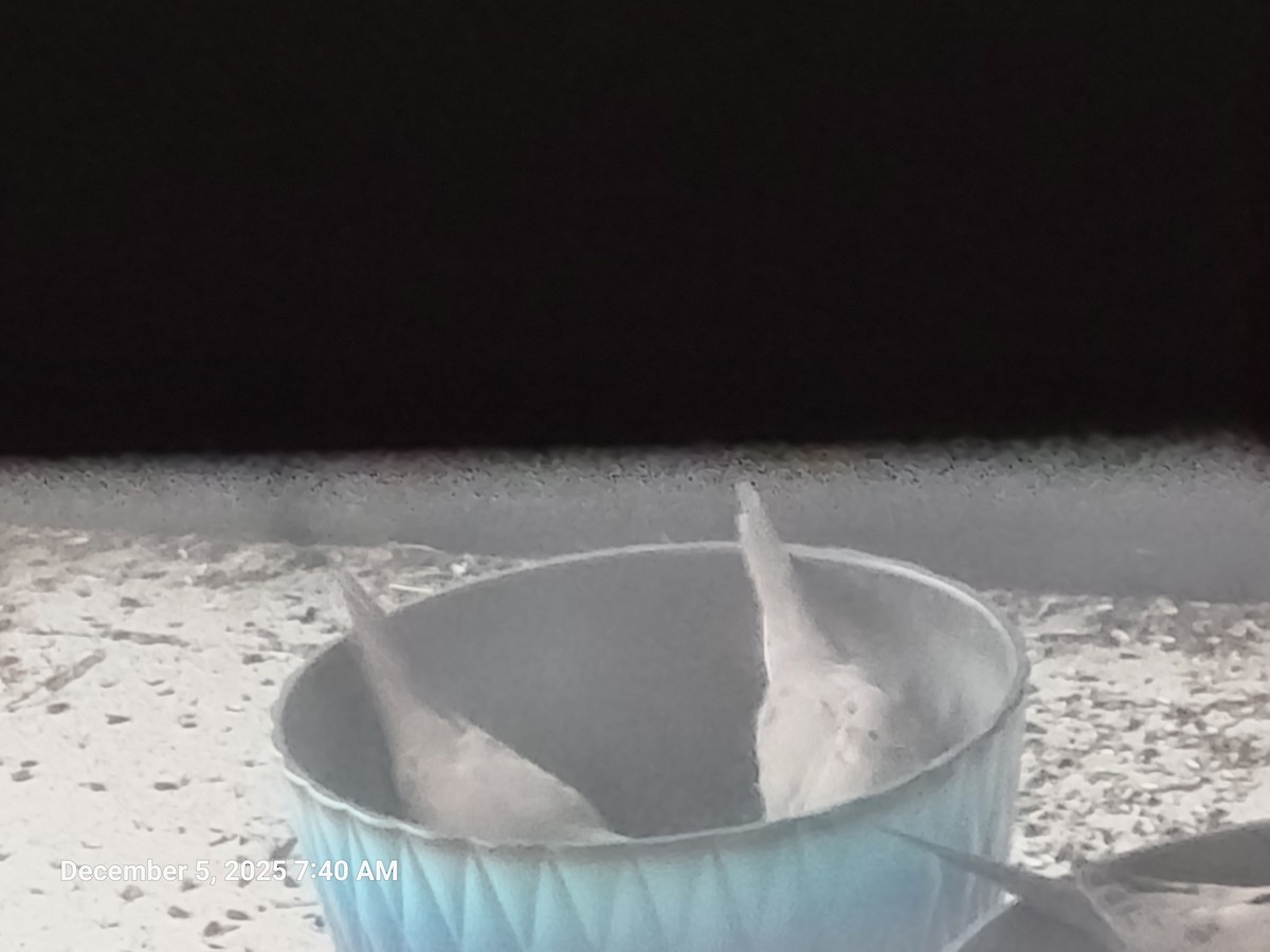 Zenaida arrunta - ML646395582