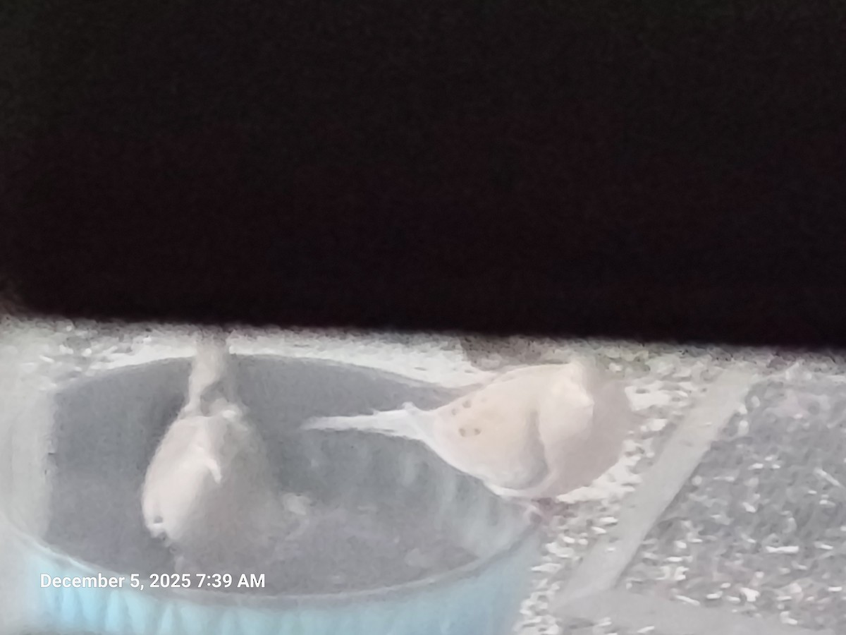 Zenaida arrunta - ML646395584