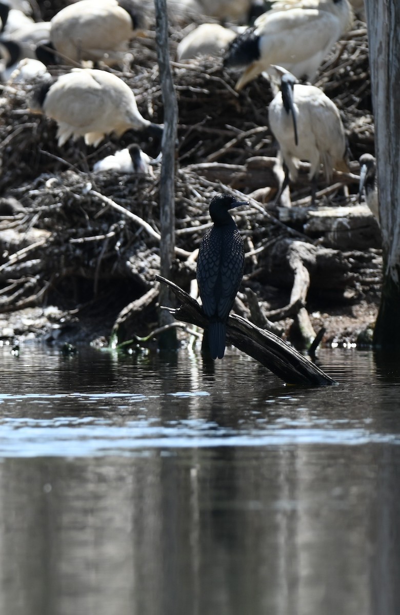 Little Black Cormorant - ML646395590