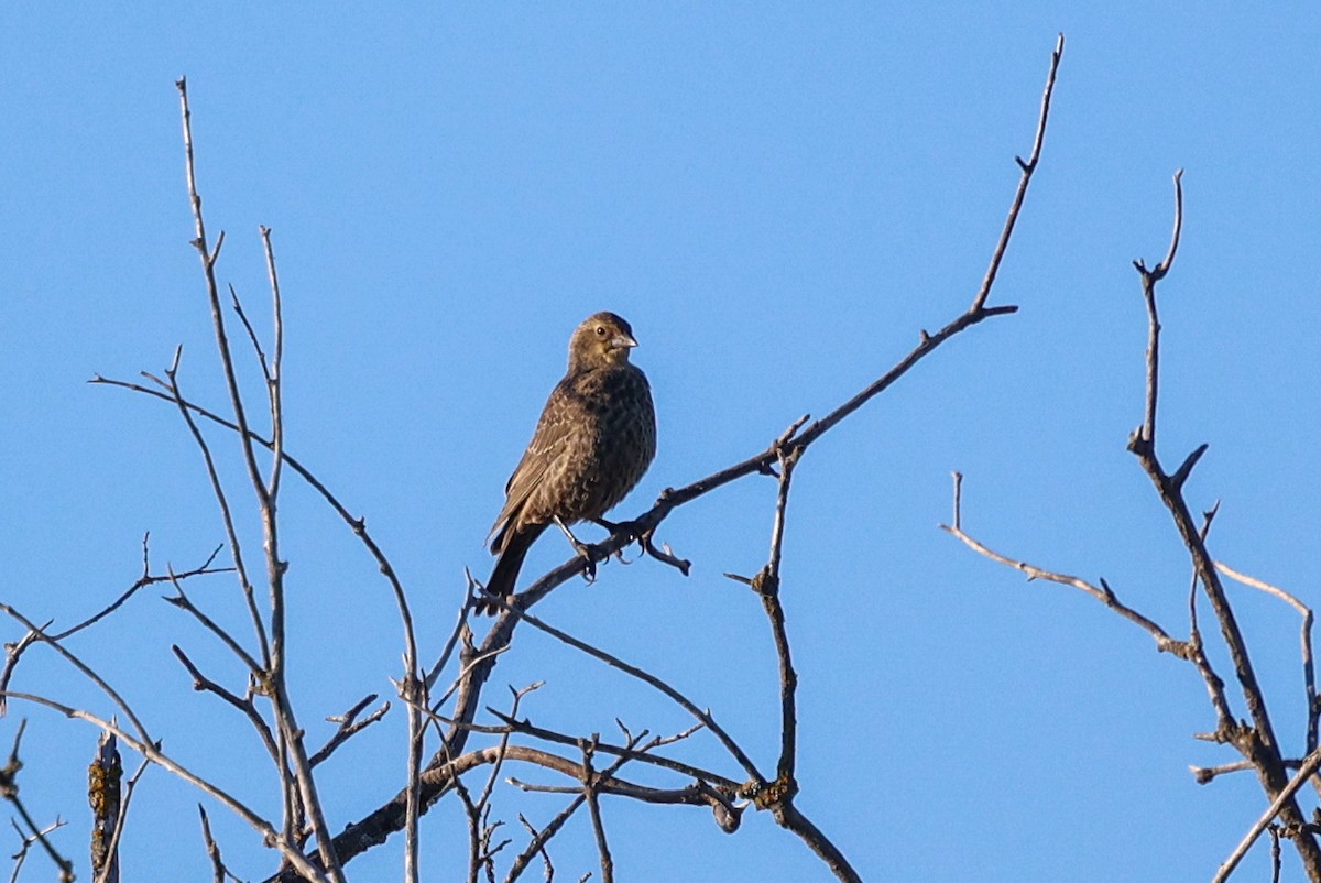 Brown-headed Cowbird - ML646395591