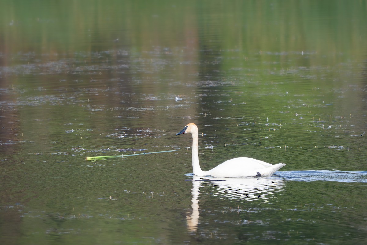 Beltxarga tronpetaria - ML646395593