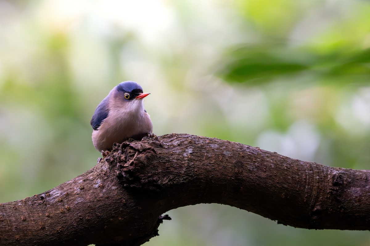 Velvet-fronted Nuthatch - ML646395595