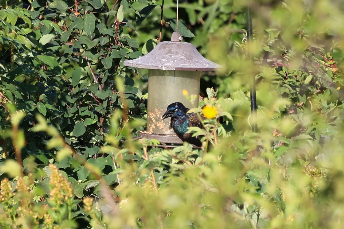 Common Grackle (Bronzed) - ML646395596