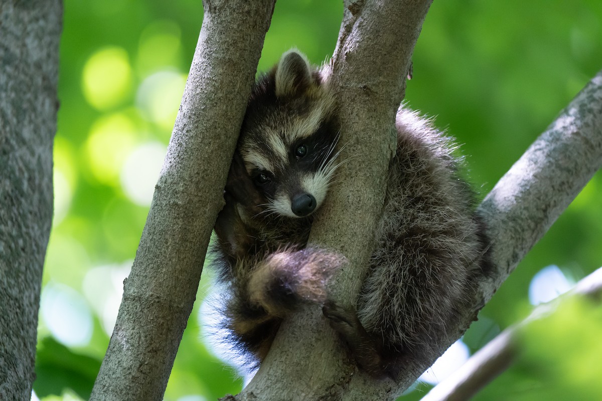 Eastern Raccoon - ML646395598