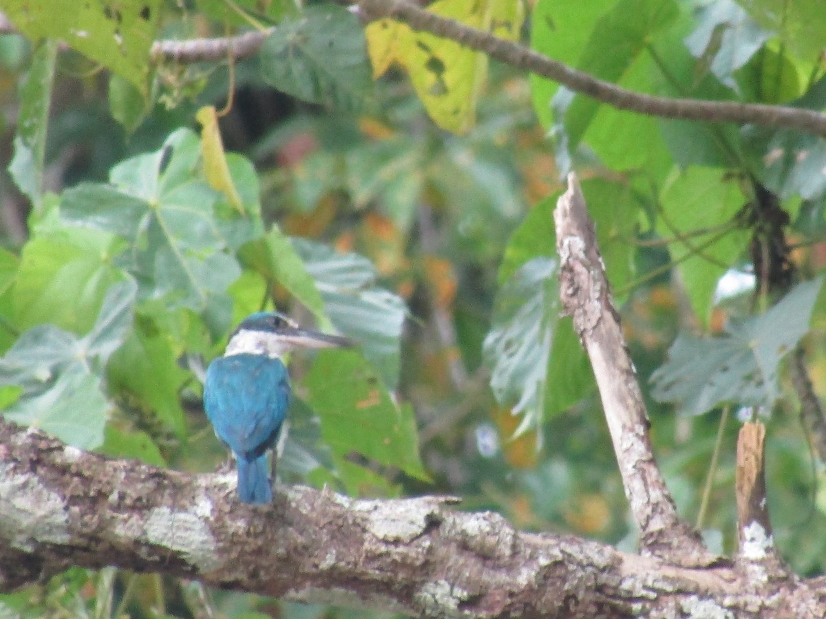 Collared Kingfisher - ML646395605