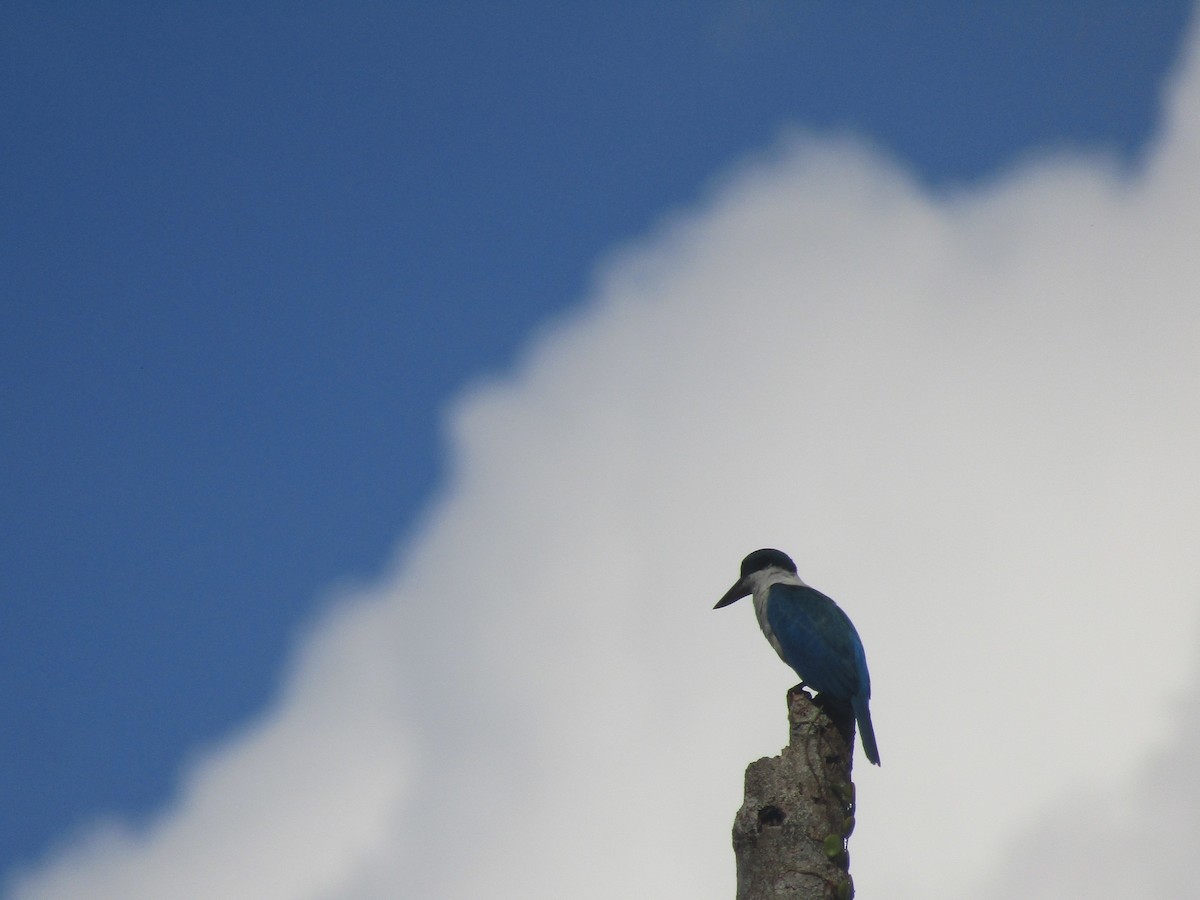 Collared Kingfisher - ML646395606