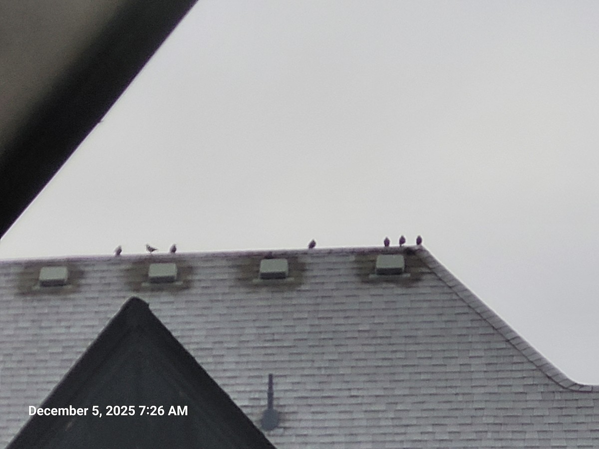 Шпак звичайний - ML646395607