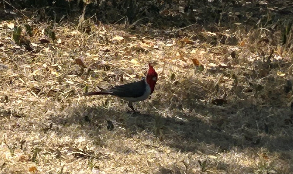 Red-crested Cardinal - ML646395609