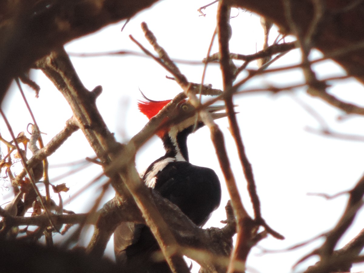 Crimson-crested Woodpecker - ML646395613