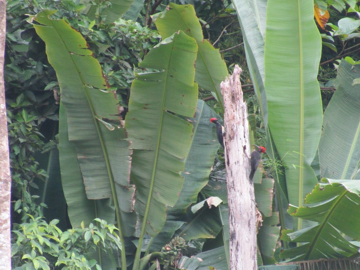 White-bellied Woodpecker - ML646395615