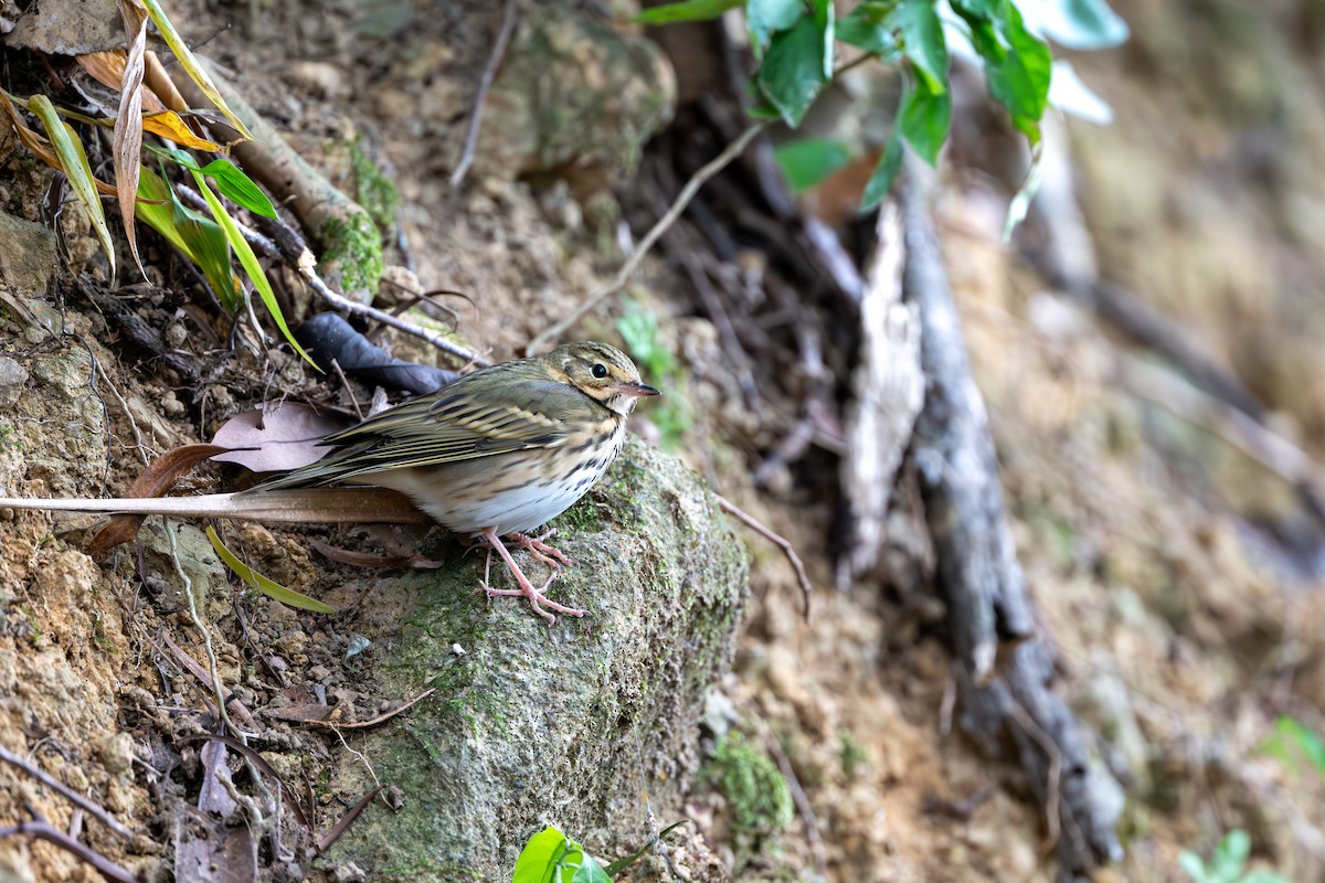 Olive-backed Pipit - ML646395616