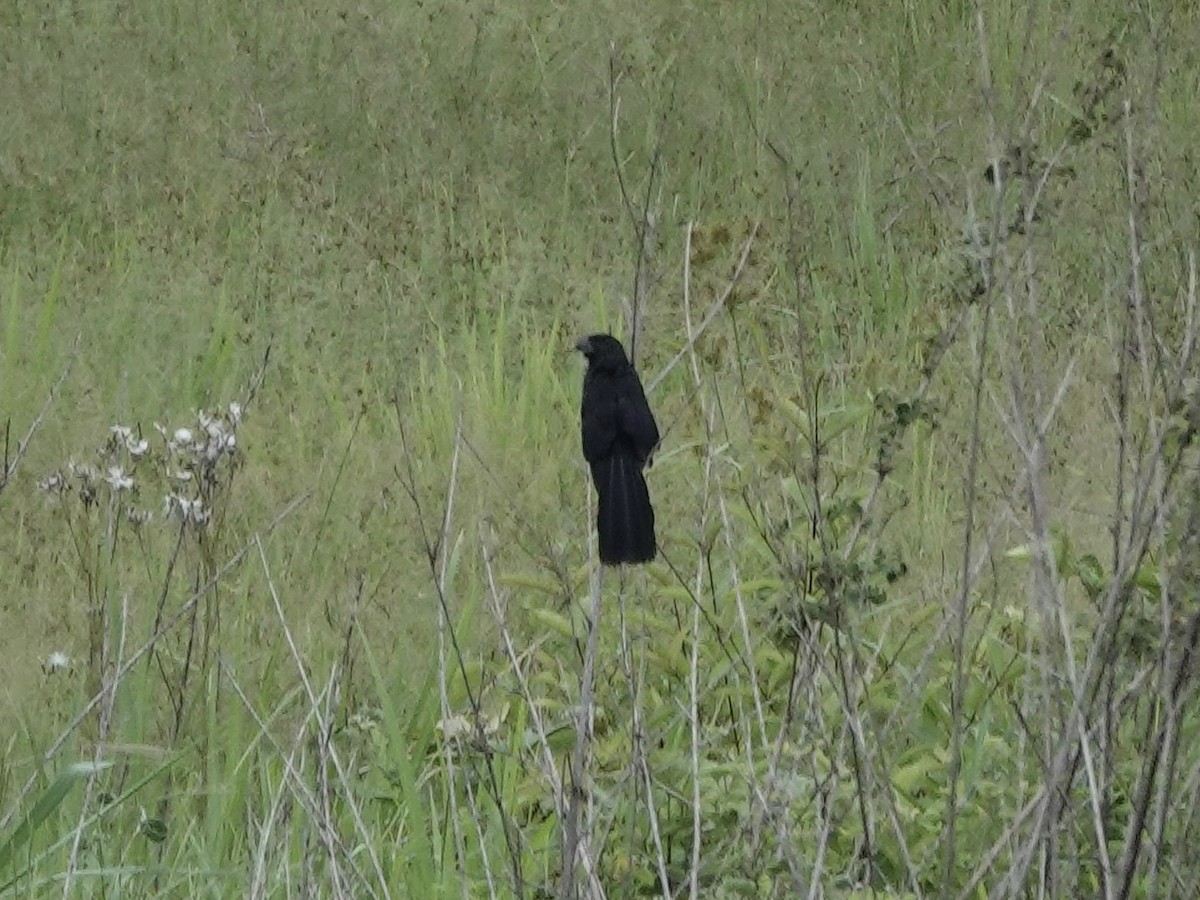 Smooth-billed Ani - ML646395617