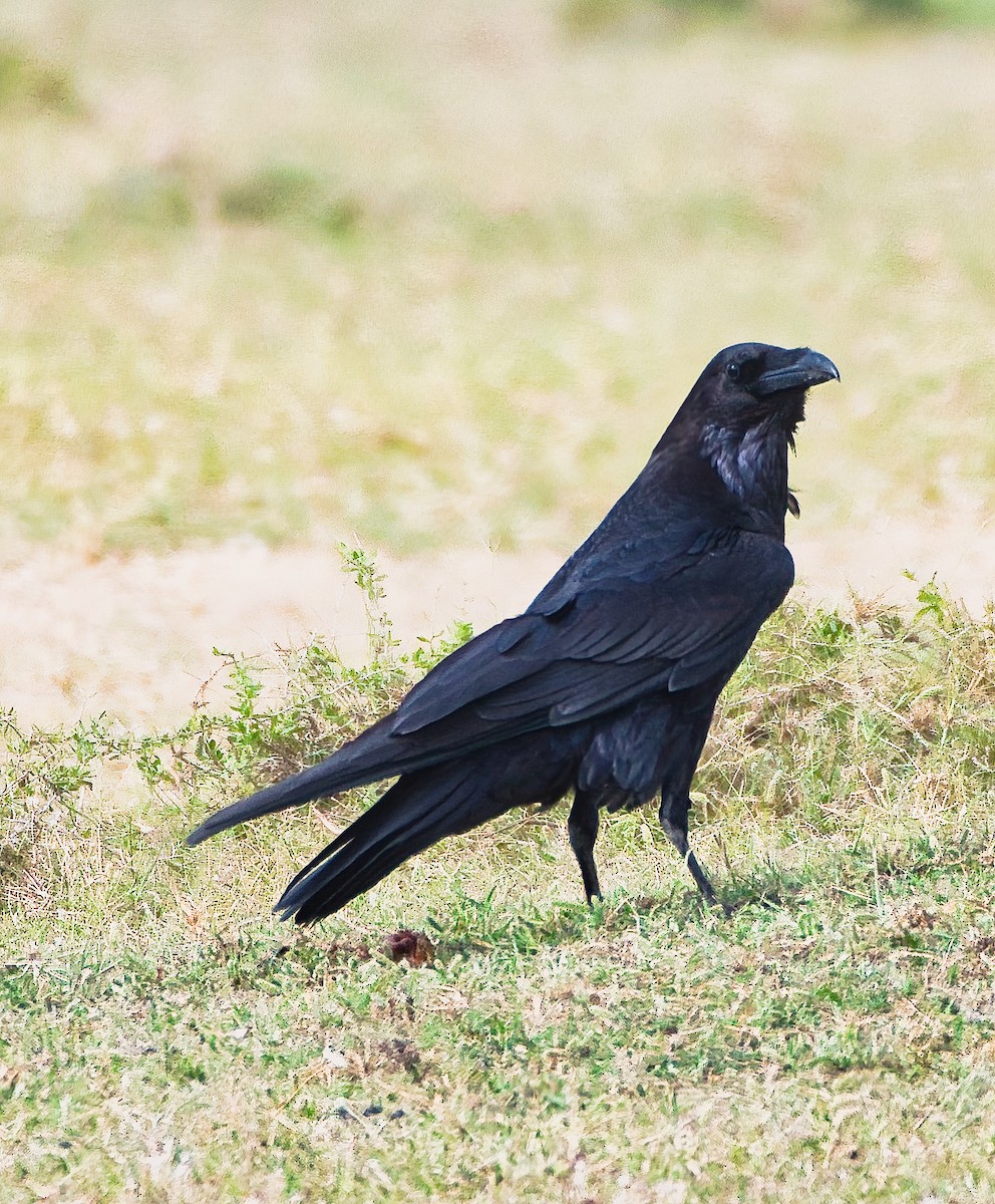Common Raven - ML646395620
