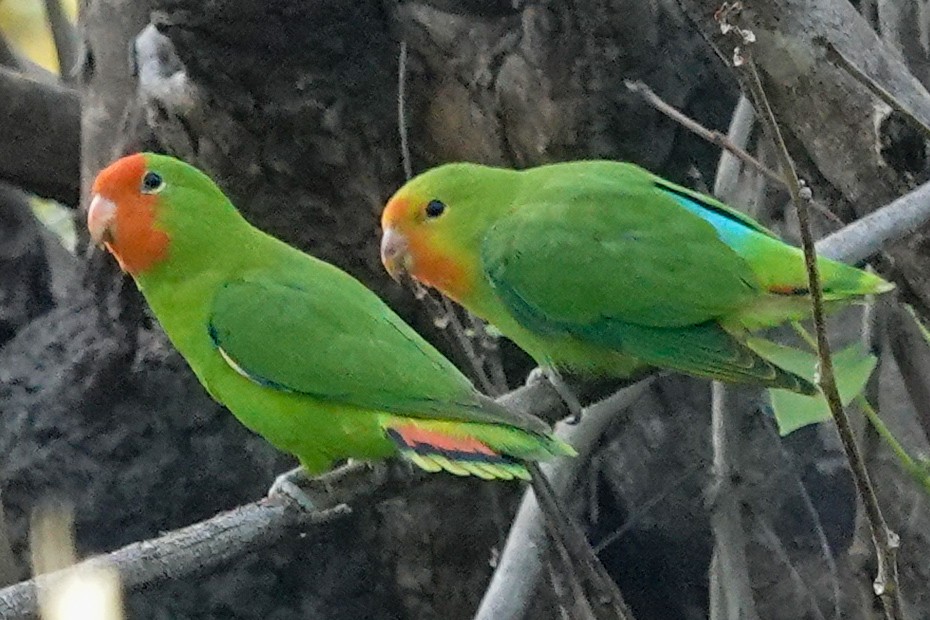 agapornis oranžovohlavý - ML646395622