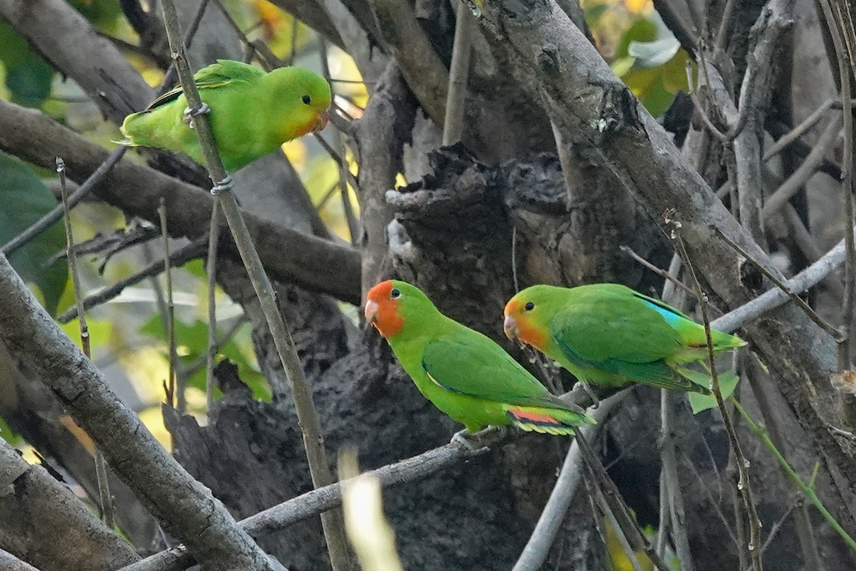 agapornis oranžovohlavý - ML646395623