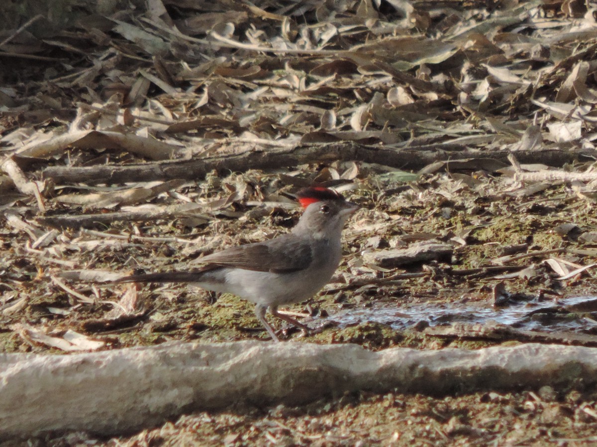 Pileated Finch - ML646395625