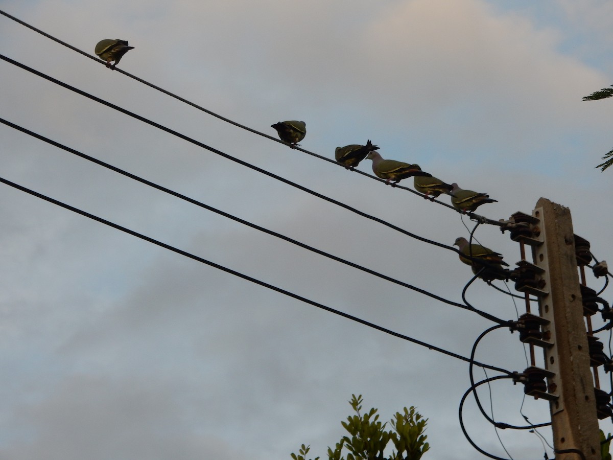 Pink-necked Green-Pigeon - ML646395626