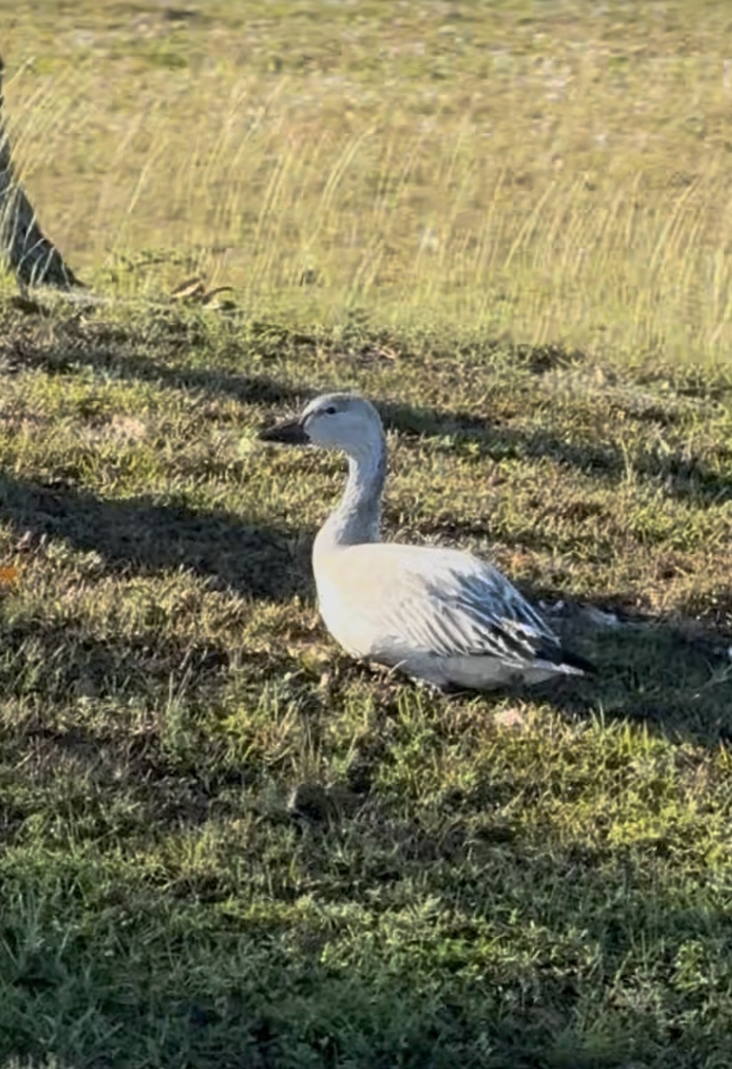 Snow Goose - ML646395627