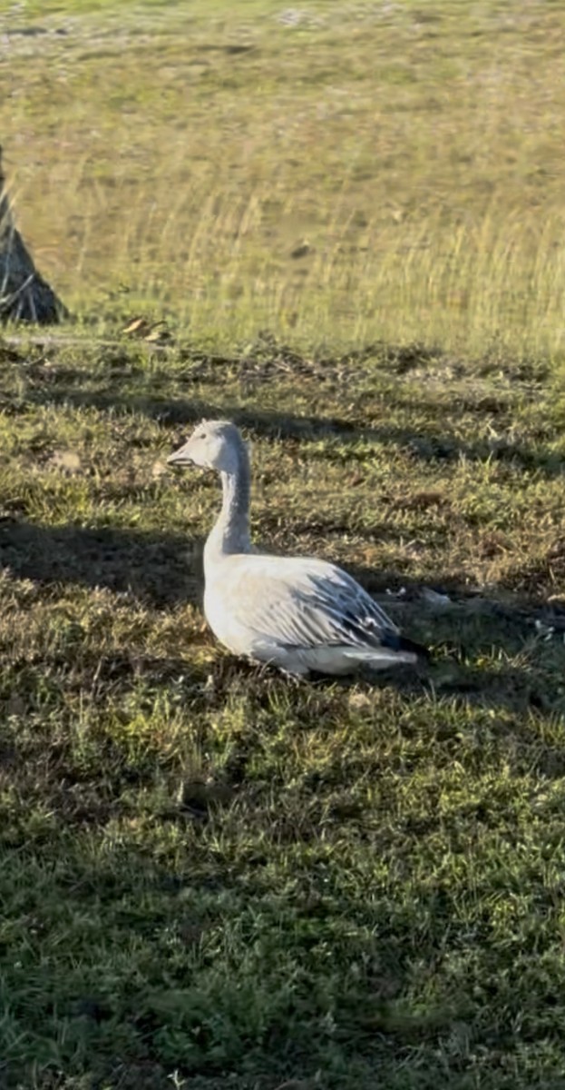 Snow Goose - ML646395628