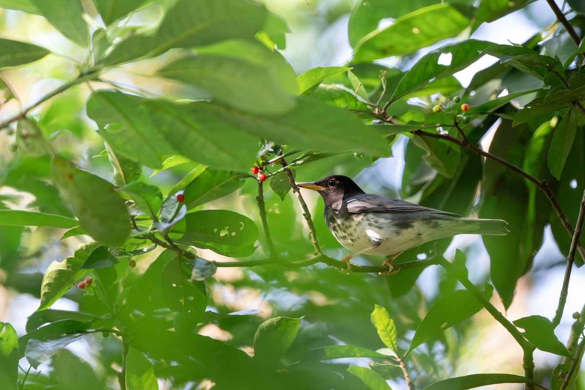 Japanese Thrush - ML646395629