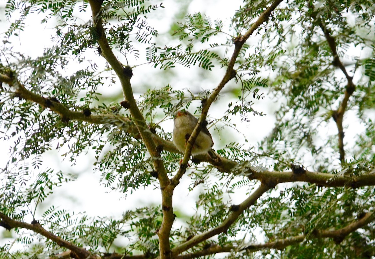 Buff-bellied Warbler - ML646395631