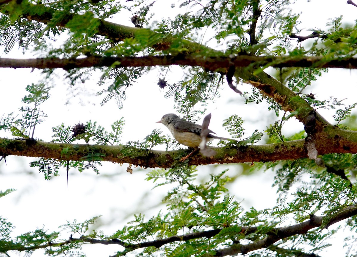 Buff-bellied Warbler - ML646395632
