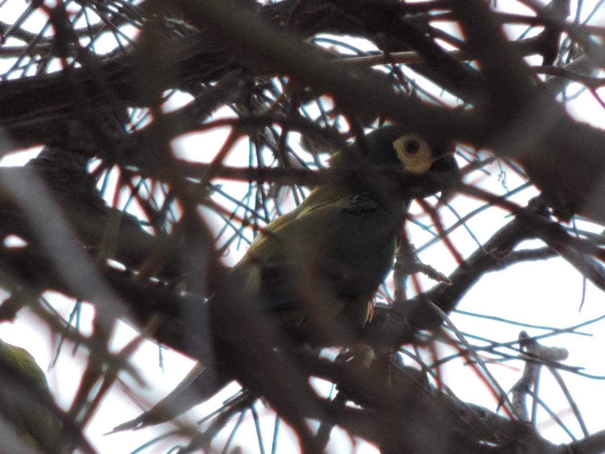 Blue-winged Macaw - ML646395633
