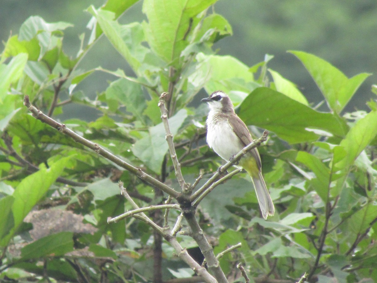 Yellow-vented Bulbul - ML646395636