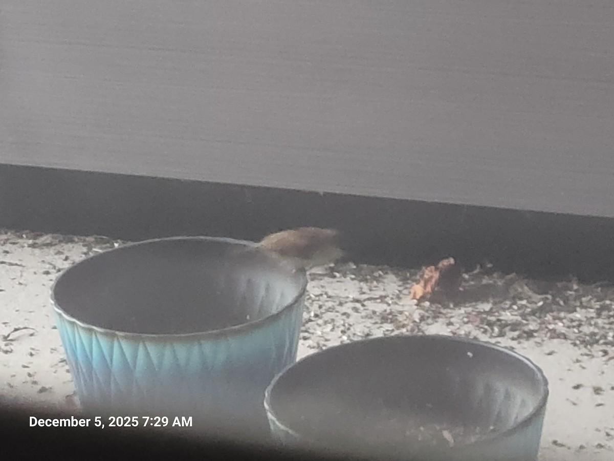 Горобець хатній - ML646395638