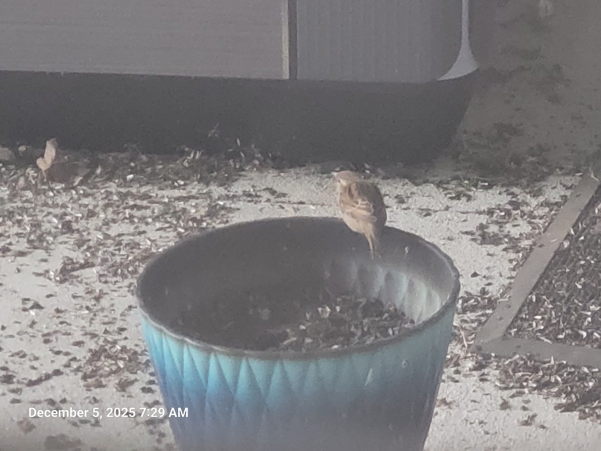 Горобець хатній - ML646395639