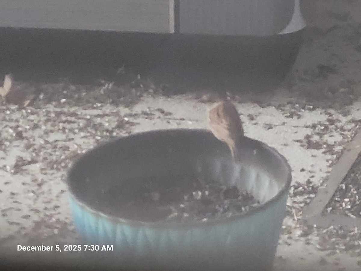 Горобець хатній - ML646395640