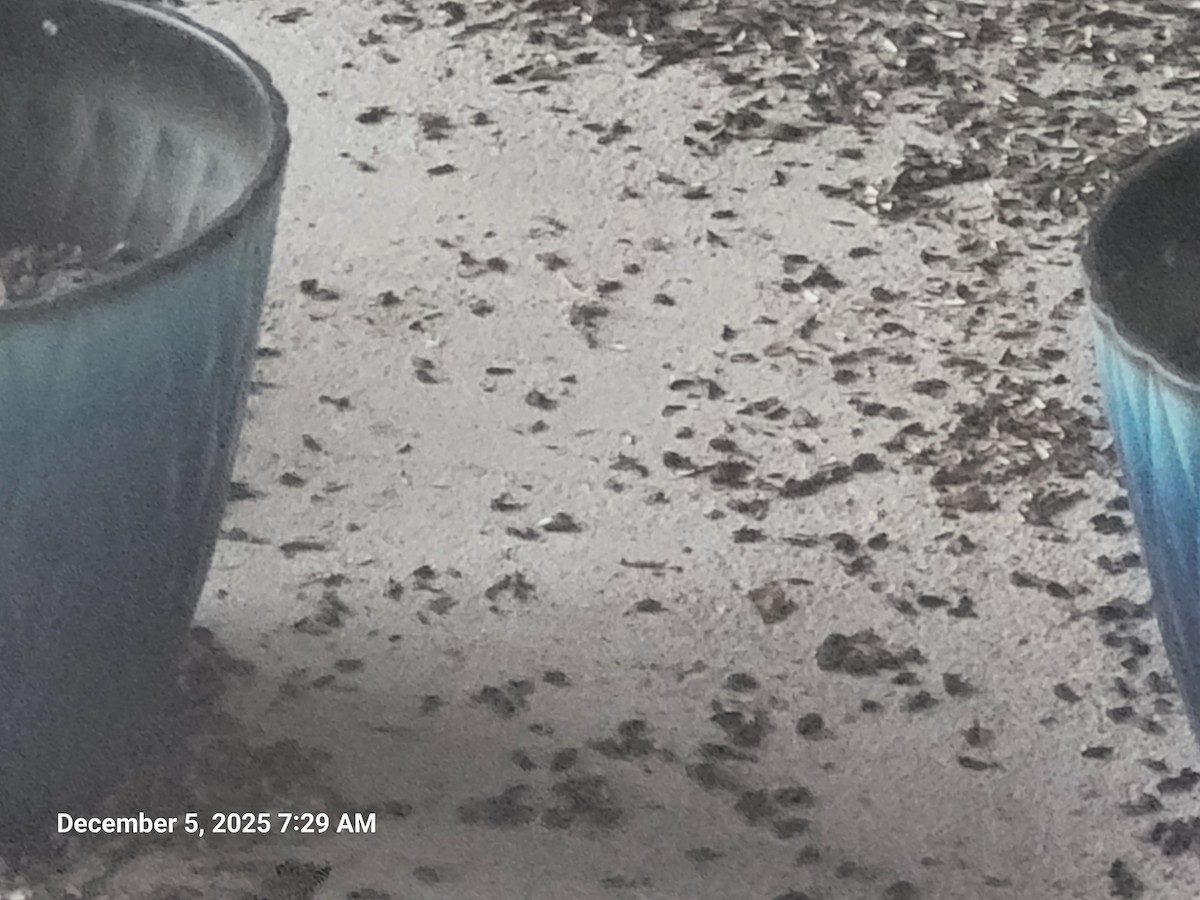 Горобець хатній - ML646395641