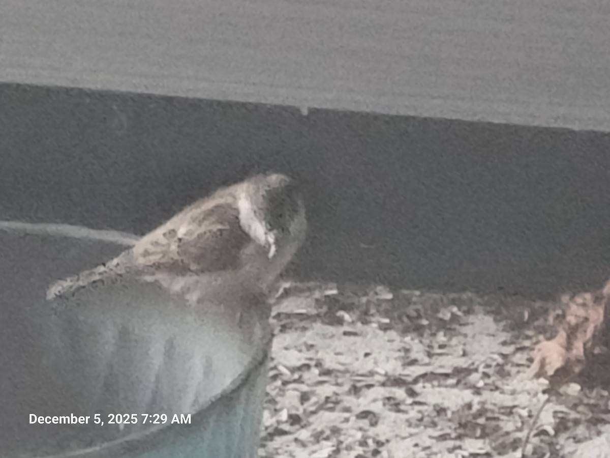 Горобець хатній - ML646395642