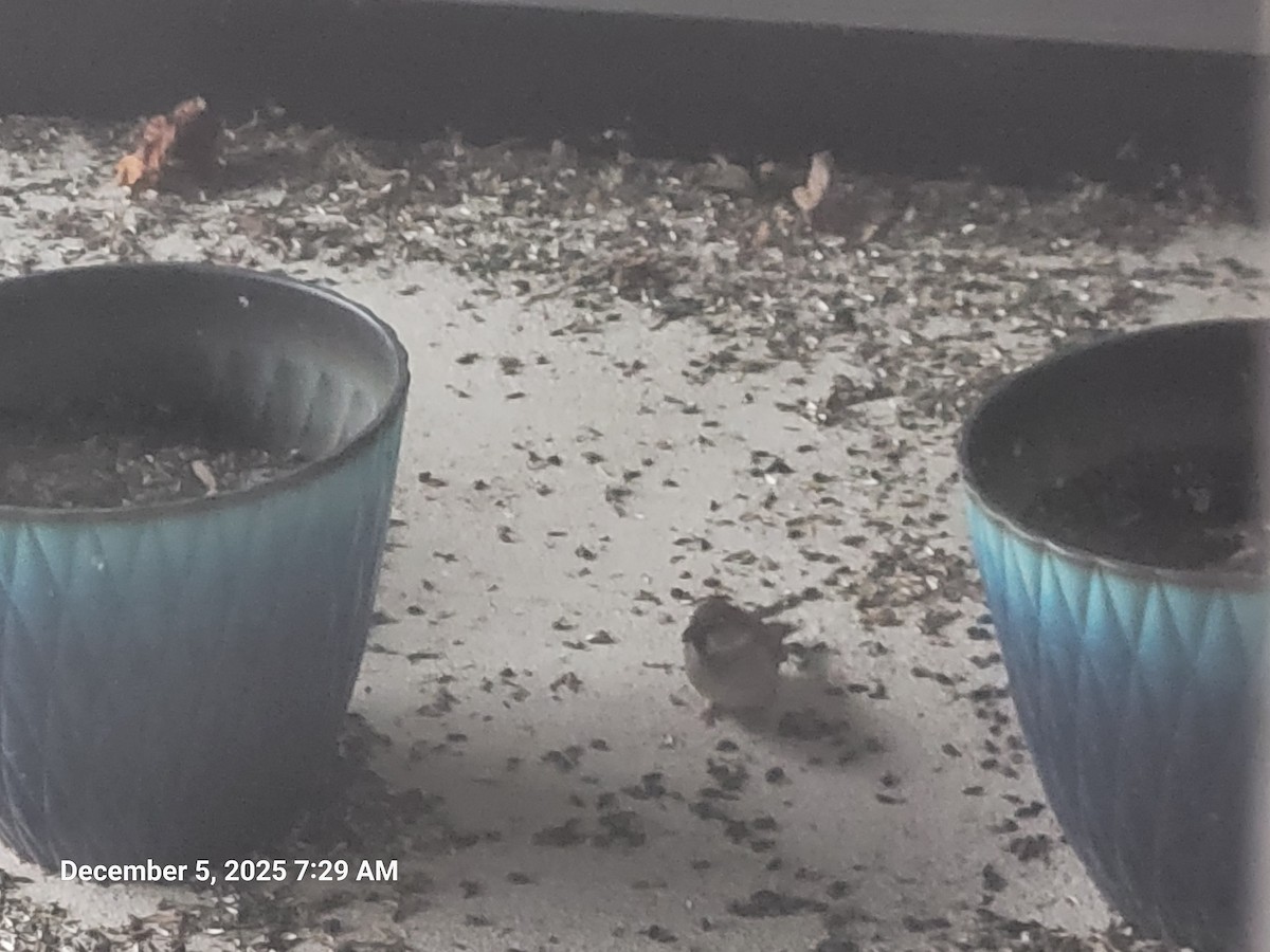 Горобець хатній - ML646395643