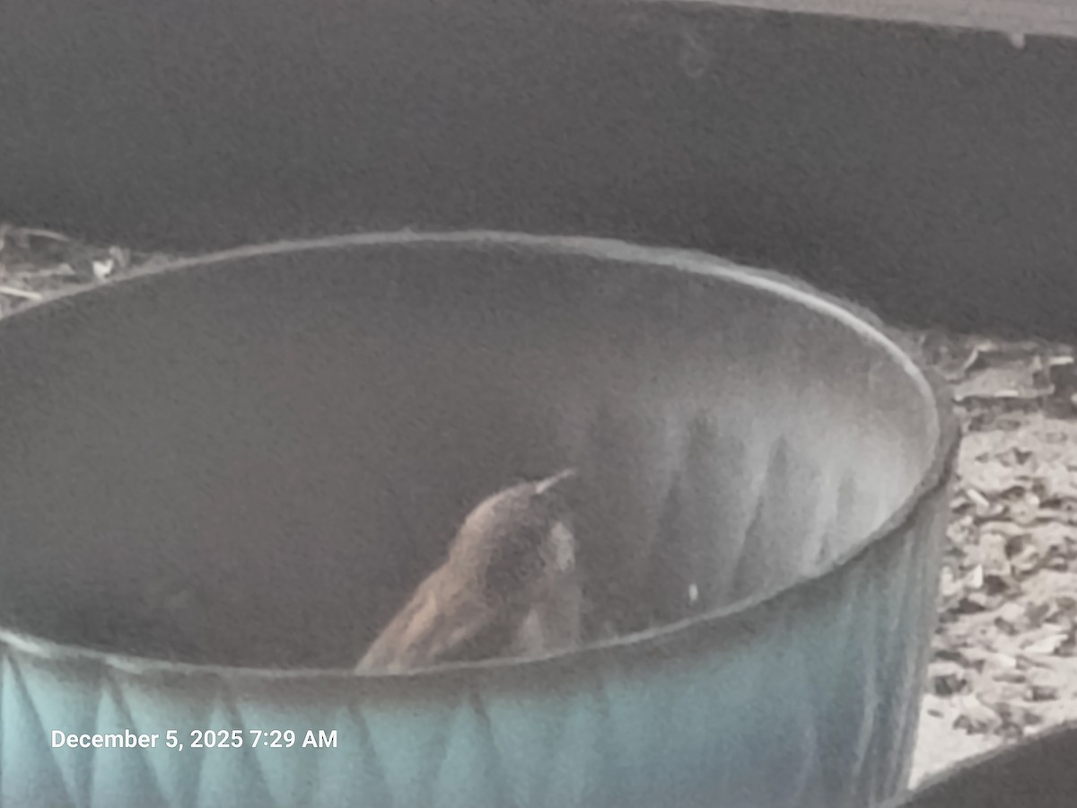 Горобець хатній - ML646395644