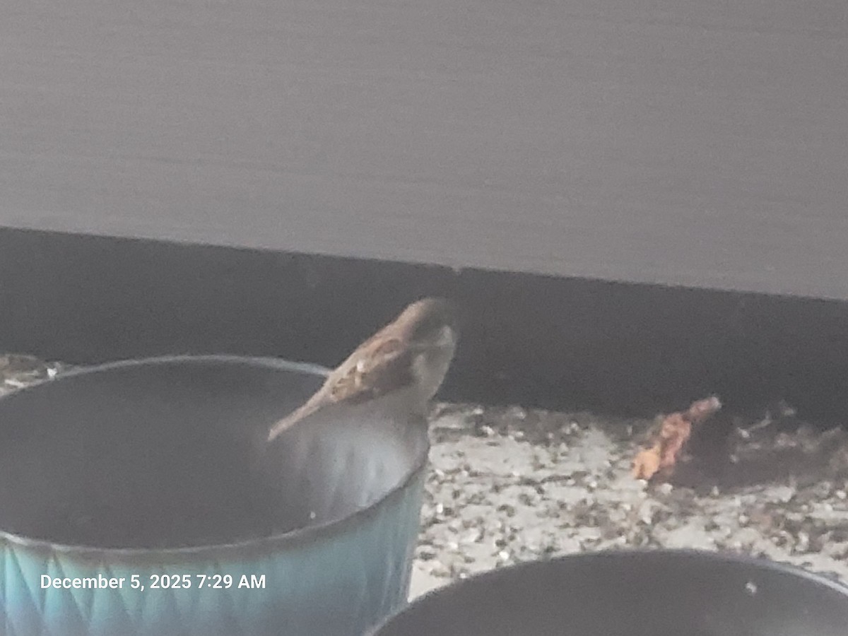 Горобець хатній - ML646395645