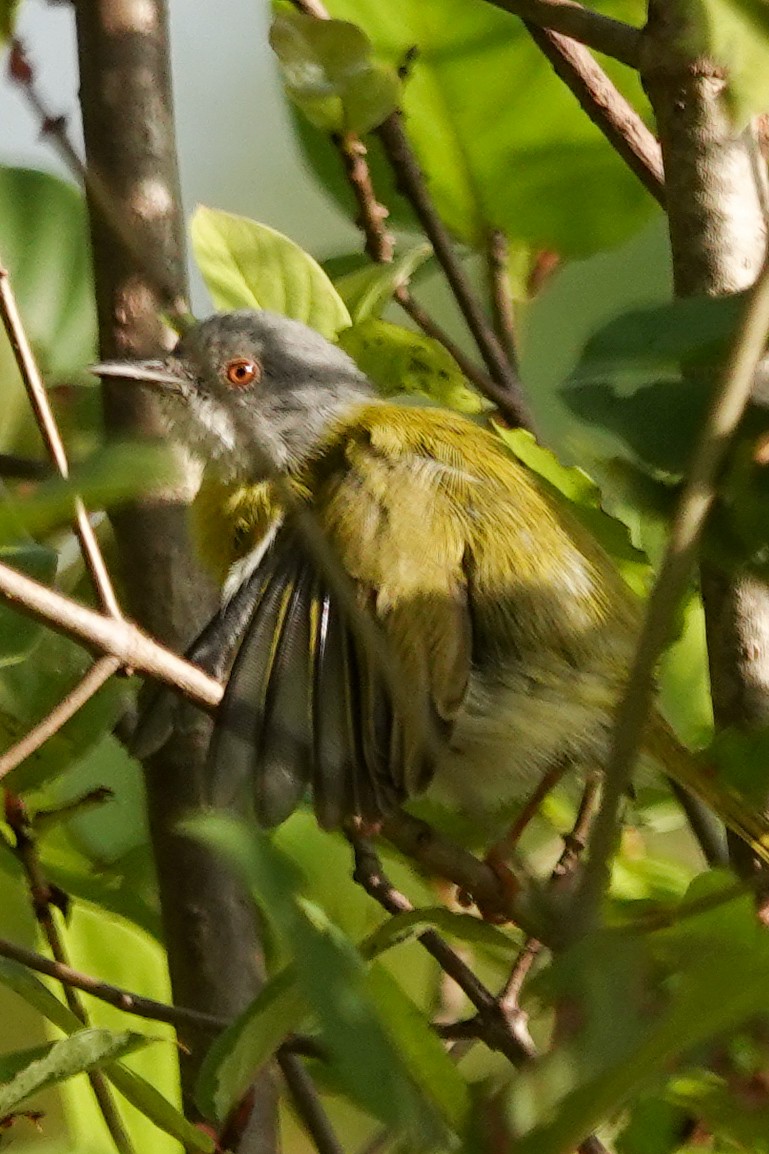 Yellow-breasted Apalis - ML646395646