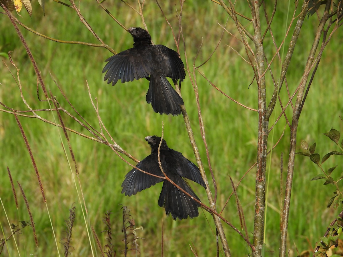 Smooth-billed Ani - ML646395647