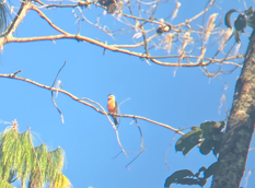 Collared Falconet - ML646395652