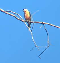 Collared Falconet - ML646395653