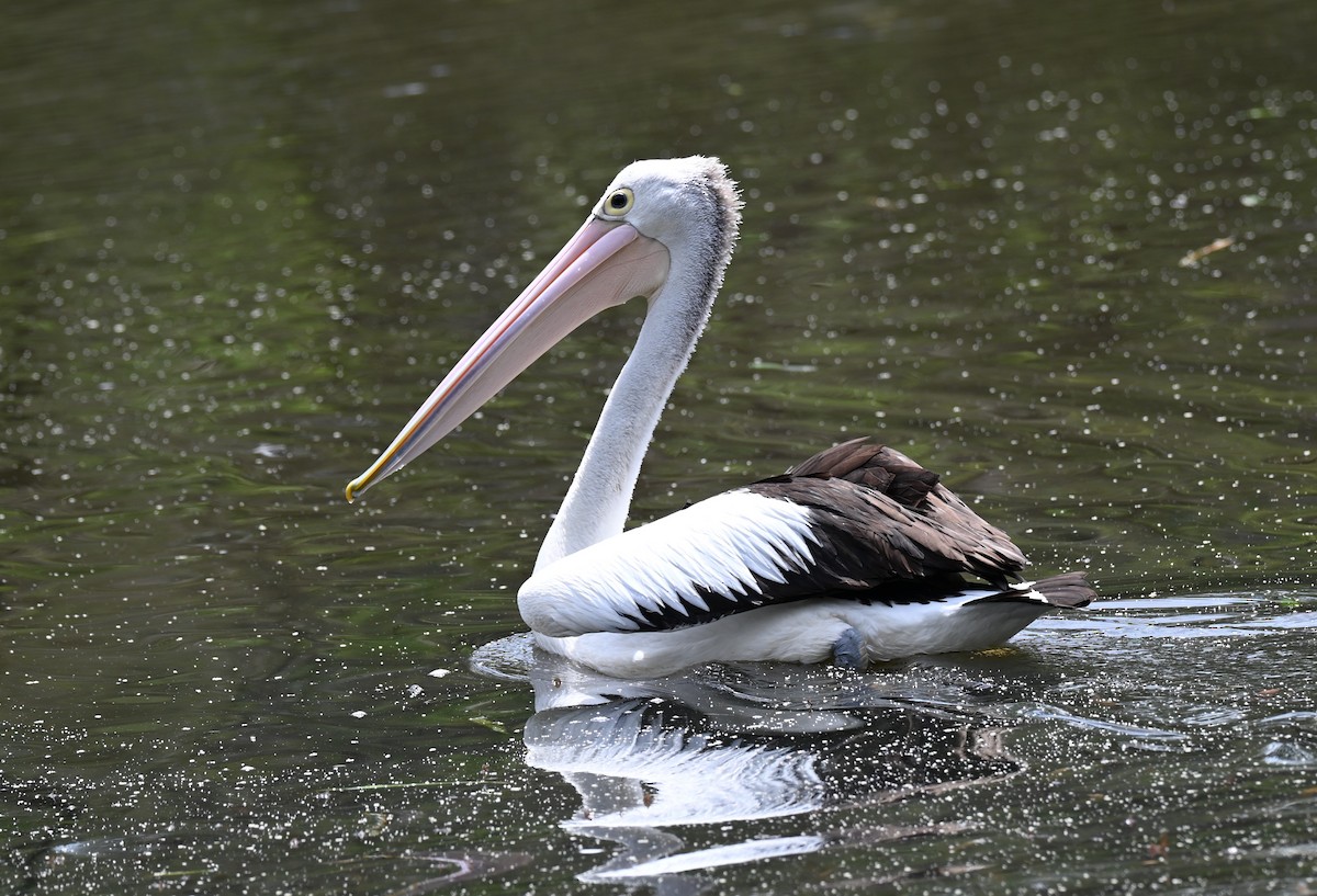Australian Pelican - ML646395656