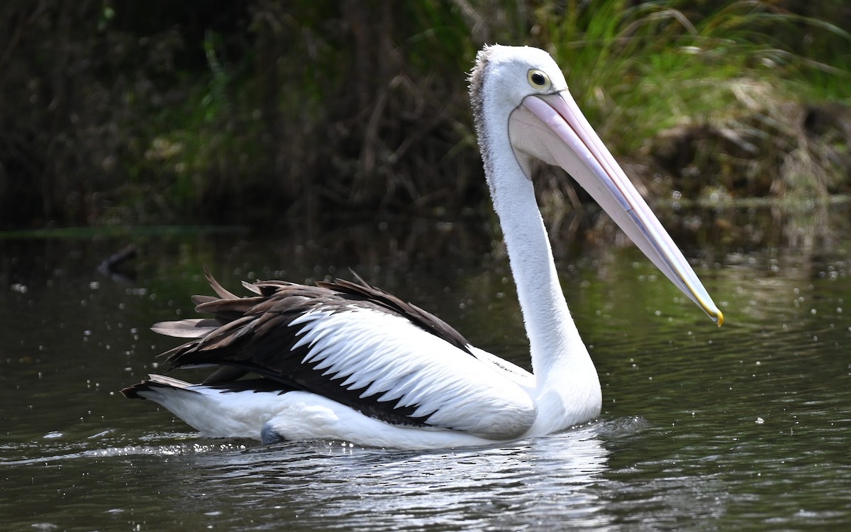 Australian Pelican - ML646395657