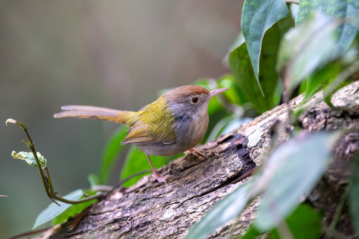 Common Tailorbird - ML646395658