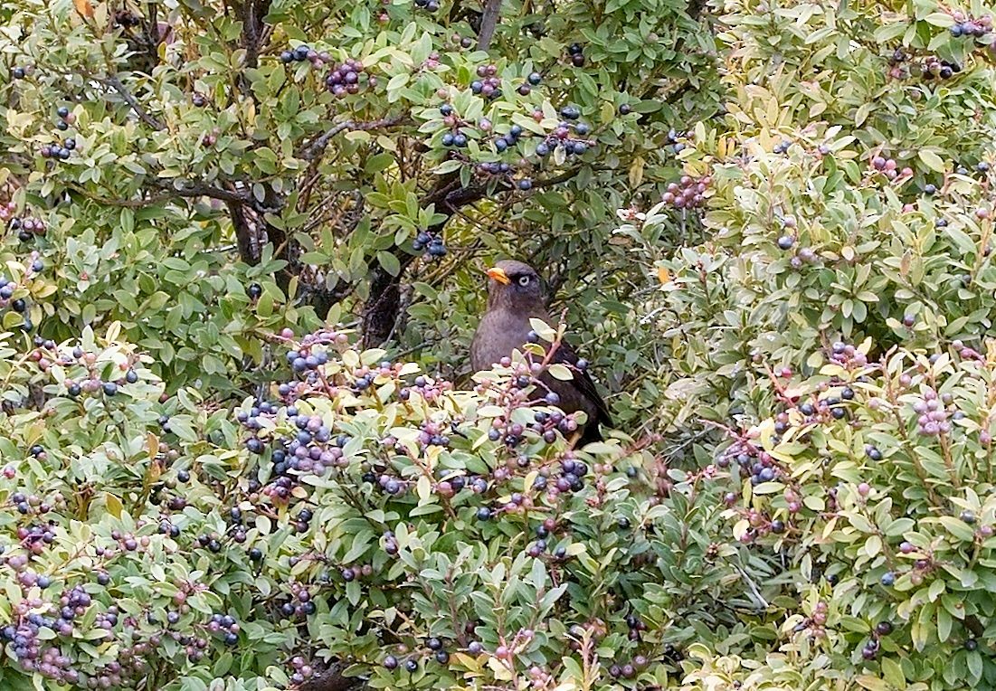 Sooty Thrush - ML646395659