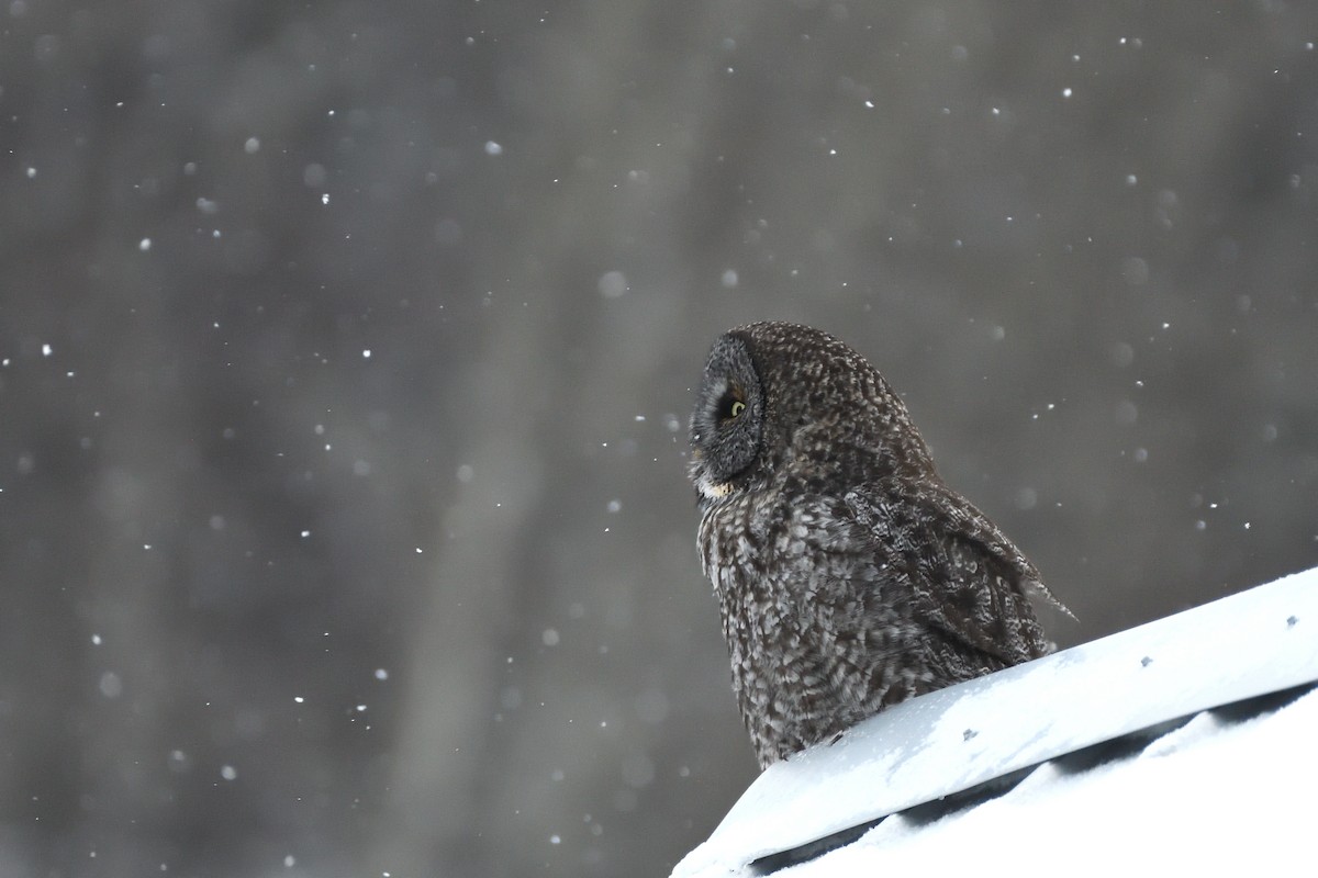 Great Gray Owl - ML646395660