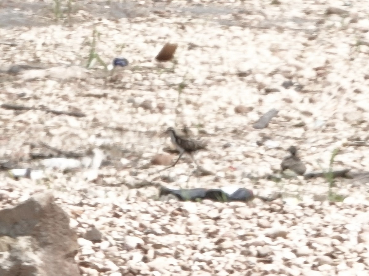 Wattled Jacana - ML646395661
