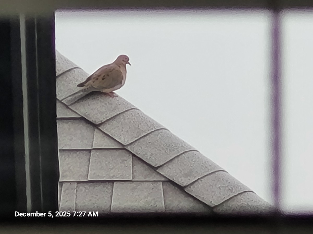 Mourning Dove - ML646395663